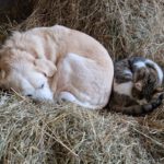 Golden Retriever Mischling Nala, 02/2019, ca. 50 cm,87634 Obergünzburg