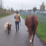 Golden Retriever Mischling Nala, 02/2019, ca. 50 cm,87634 Obergünzburg