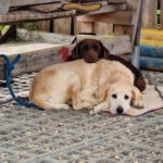 Golden Retriever Mischling Nala, 02/2019, ca. 50 cm,87634 Obergünzburg