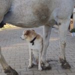 Golden Retriever Mischling Nala, 02/2019, ca. 50 cm,87634 Obergünzburg