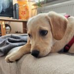 Labrador Naya, 04/2025, Endgröße ca. 55 cm, 73614 Schorndorf
