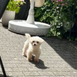 Malteser Nina,09/2021, ca. 25 cm, 35096 Wenkbach