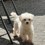 Malteser Nina,09/2021, ca. 25 cm, 35096 Wenkbach