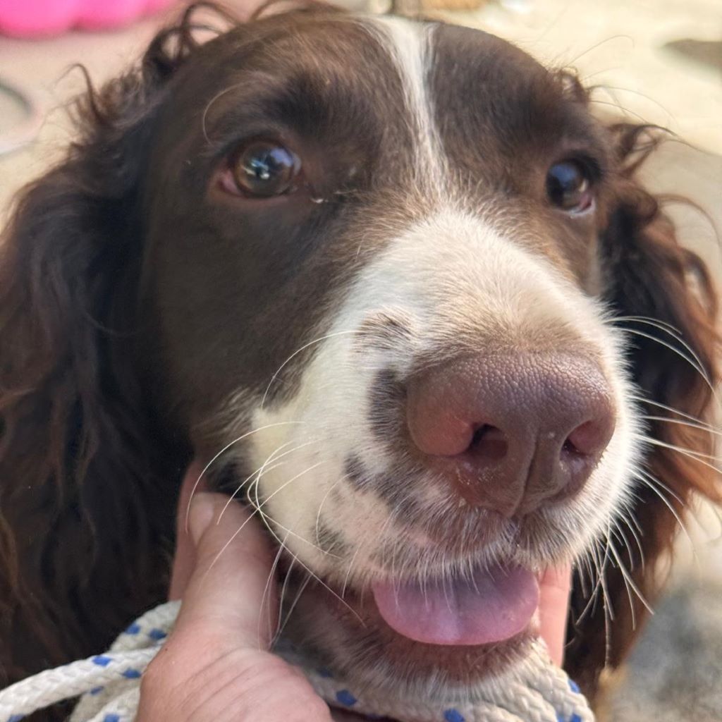 Springer Spaniel Nino, 11/2023, ca. 47 cm