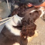 Springer Spaniel Nino, 11/2023, ca. 47 cm
