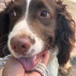 Springer Spaniel Nino, 11/2023, ca. 47 cm