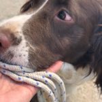 Springer Spaniel Nino, 11/2023, ca. 47 cm