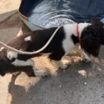 Springer Spaniel Nino, 11/2023, ca. 47 cm
