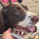 Springer Spaniel Nino, 11/2023, ca. 47 cm
