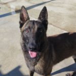 Malinois Mischling Norte, 07/2023, ca. 65 cm