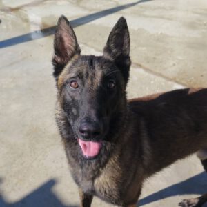 Malinois Mischling Norte, 07/2023, ca. 65 cm