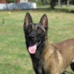 Malinois Mischling Norte, 07/2023, ca. 65 cm