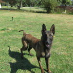 Malinois Mischling Norte, 07/2023, ca. 65 cm