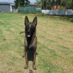 Malinois Mischling Norte, 07/2023, ca. 65 cm