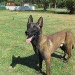 Malinois Mischling Norte, 07/2023, ca. 65 cm