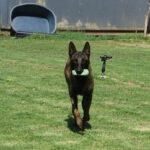 Malinois Mischling Norte, 07/2023, ca. 65 cm