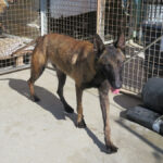 Malinois Mischling Norte, 07/2023, ca. 65 cm
