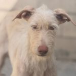 Podenco Nube, 10/2023, ca. 60 cm