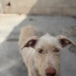 Podenco Nube, 10/2023, ca. 60 cm