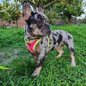 Franz. Bulldogge Orea, 06/2024, ca. 35 cm, 32657 Lemgo