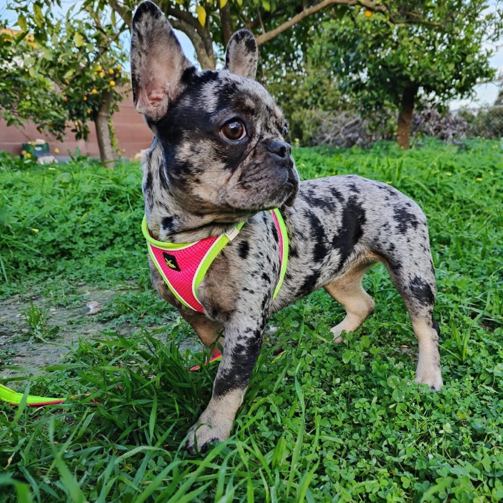 Franz. Bulldogge Orea, 06/2024, ca. 35 cm, 32657 Lemgo