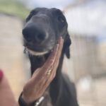 Galgo Orion, 03/2021, ca. 65 cm