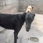 Galgo Orion, 03/2021, ca. 65 cm
