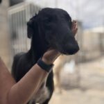 Galgo Orion, 03/2021, ca. 65 cm