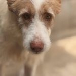 Podenco Petaca, 05/2015, ca. 55 cm