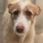 Podenco Petaca, 05/2015, ca. 55 cm