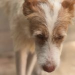 Podenco Petaca, 05/2015, ca. 55 cm
