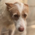 Podenco Petaca, 05/2015, ca. 55 cm