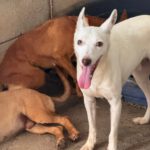 Podenco Petrus, 01/2023, ca. 40 cm