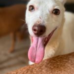 Podenco Petrus, 01/2023, ca. 40 cm