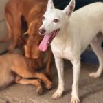 Podenco Petrus, 01/2023, ca. 40 cm