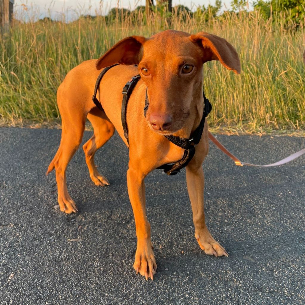 Podenco Pitufina, 03/2022, ca. 45 cm, 27386 Hemslingen