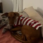 Podenco Pitufina, 03/2022, ca. 45 cm, 27386 Hemslingen