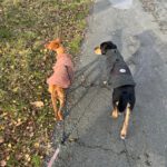 Podenco Pitufina, 03/2022, ca. 45 cm, 27386 Hemslingen