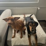 Podenco Pitufina, 03/2022, ca. 45 cm, 27386 Hemslingen