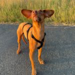 Podenco Pitufina, 03/2022, ca. 45 cm, 27386 Hemslingen