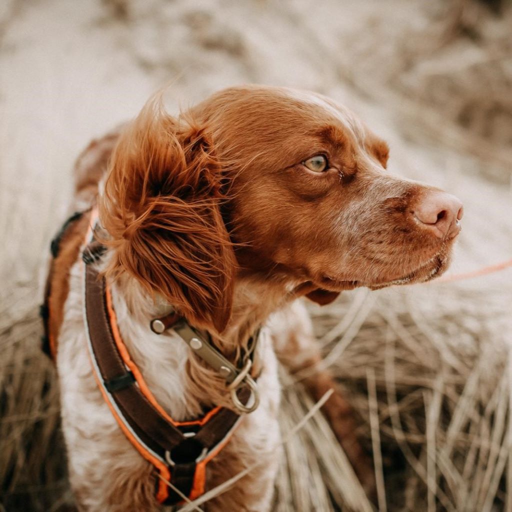 Epagneul Breton Poncho, 04/2020, ca. 48 cm