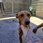 Podenco Pumba, 05/2024, ca. 45 cm