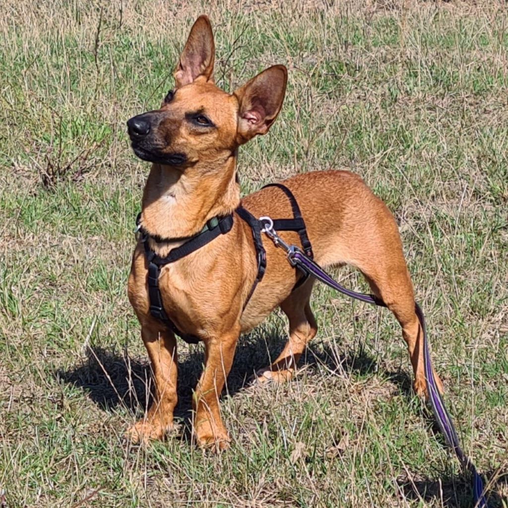 Podenco Maneto Queso, 09/2020, ca. 35 cm, 15326 Podelzig