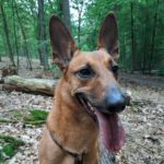 Podenco Maneto Queso, 09/2020, ca. 35 cm, 14109 Berlin
