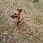 Podenco Maneto Queso, 09/2020, ca. 35 cm, 14109 Berlin