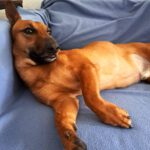 Podenco Maneto Queso, 09/2020, ca. 35 cm, 14109 Berlin