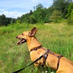 Podenco Maneto Queso, 09/2020, ca. 35 cm, 14109 Berlin