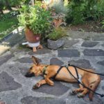Podenco Maneto Queso, 09/2020, ca. 35 cm, 15326 Podelzig