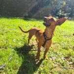 Podenco Maneto Queso, 09/2020, ca. 35 cm, 15326 Podelzig