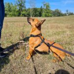 Podenco Maneto Queso, 09/2020, ca. 35 cm, 15326 Podelzig